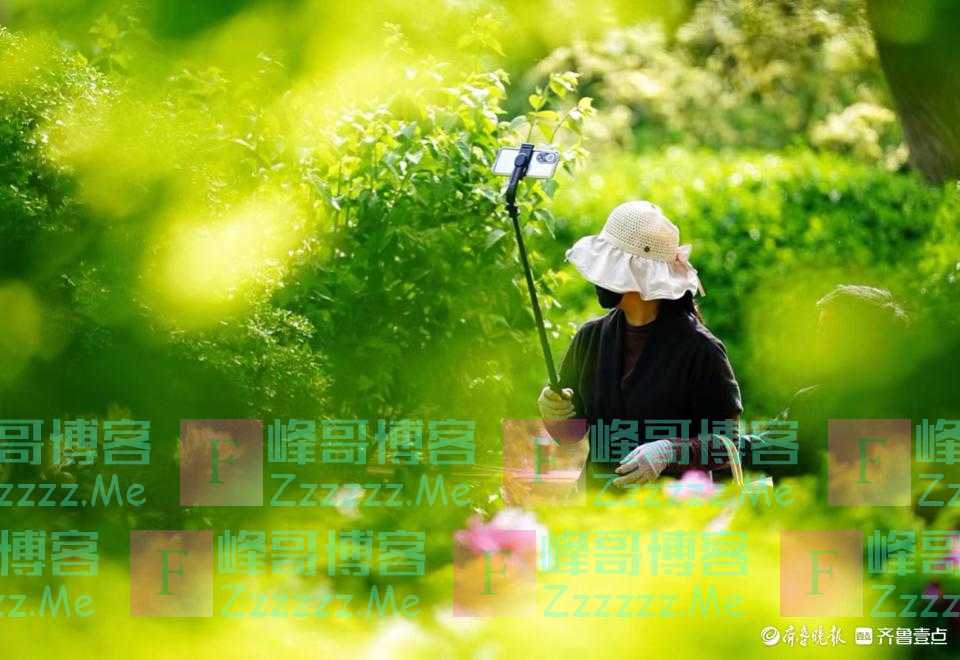 百花公园的牡丹园内，拍花者在找角度