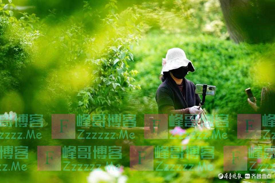 百花公园的牡丹园内，拍花者在找角度