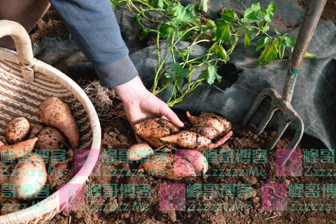 英国食品价格45年来最高,首相夫人的公司却拿到1200万英镑?