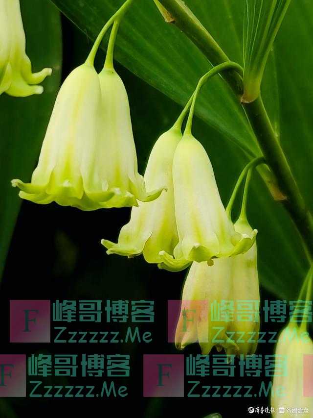 玉竹花有着独特魅力，花朵好似小风铃