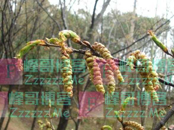 普陀鹅耳枥，曾经的“地球独子”不再孤独