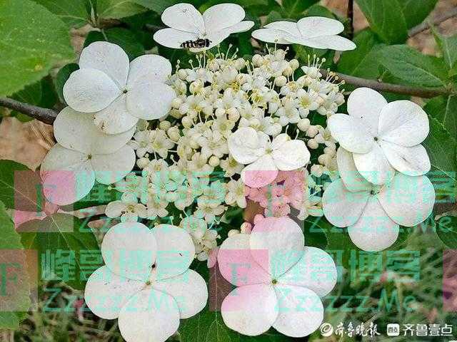 暮春，琼花正烂漫