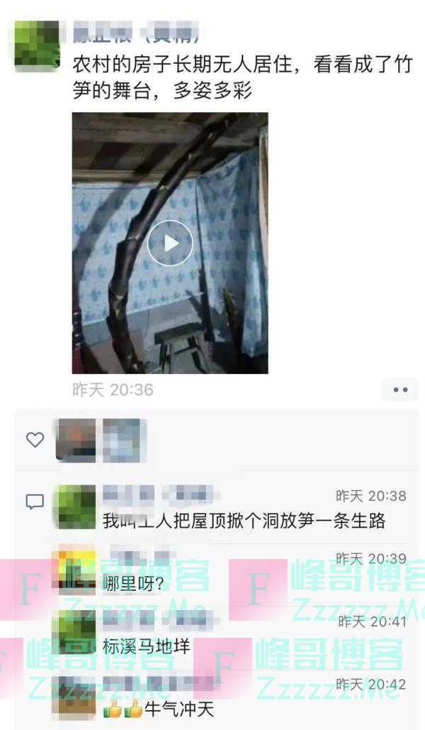 绝了！男子一年没回家，卧室里长出巨大的竹笋