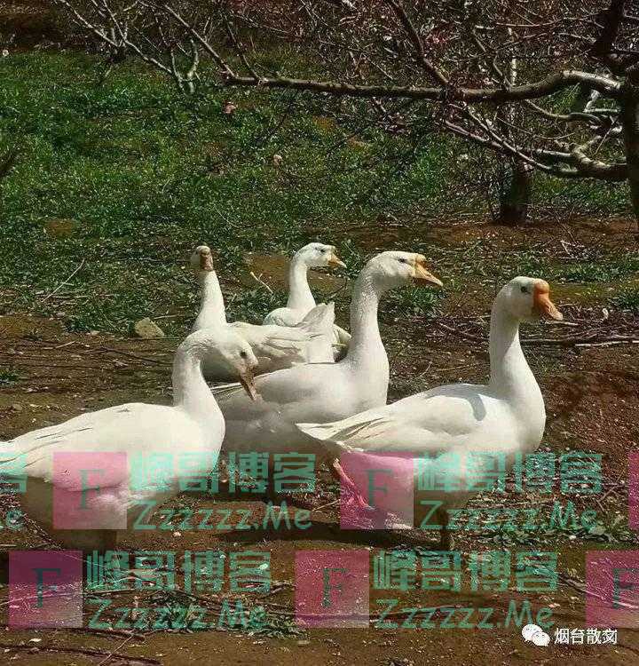 张凤英｜五月槐花香满城