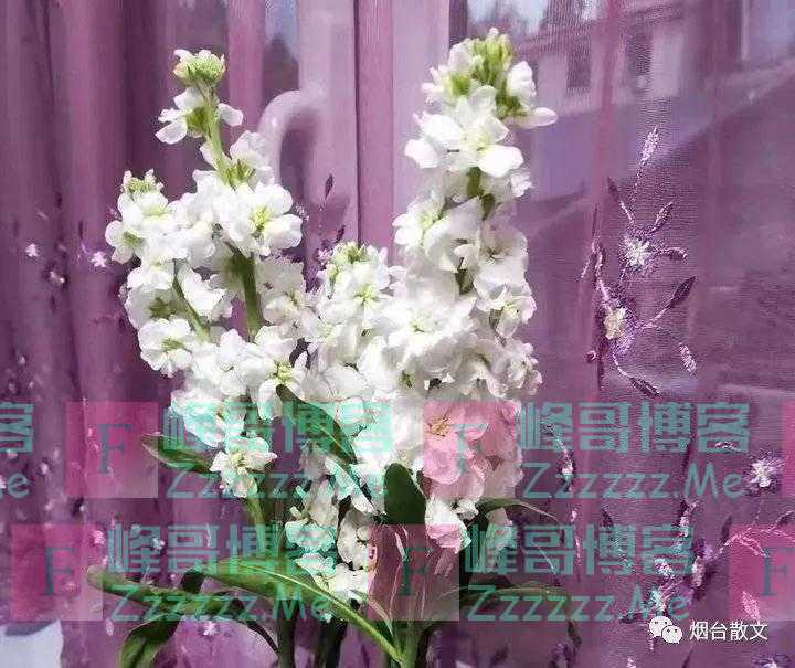 张凤英｜五月槐花香满城