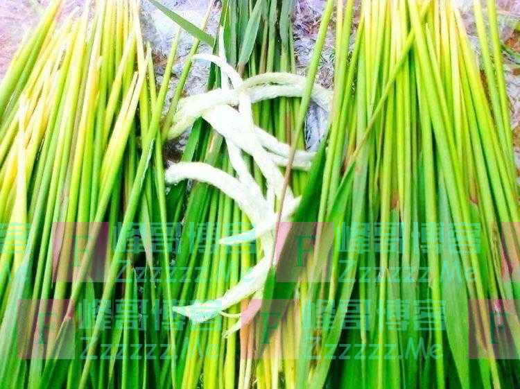 立夏时节，怀念故乡的那些植物们