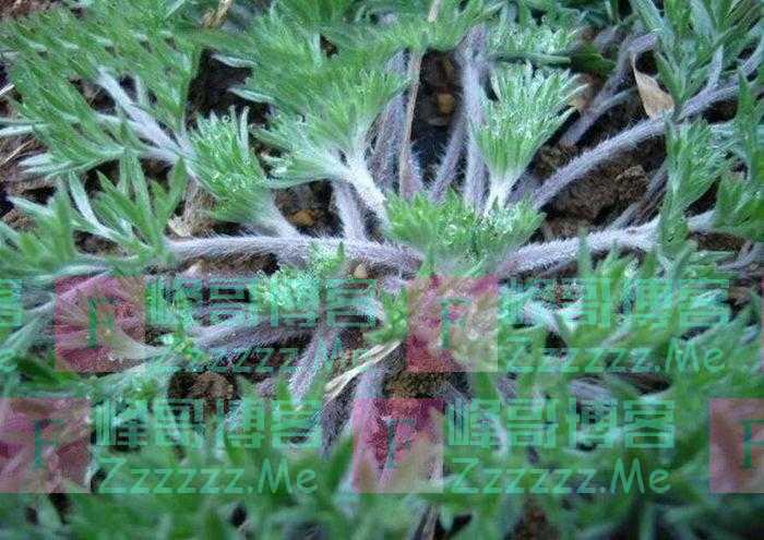 立夏时节，怀念故乡的那些植物们