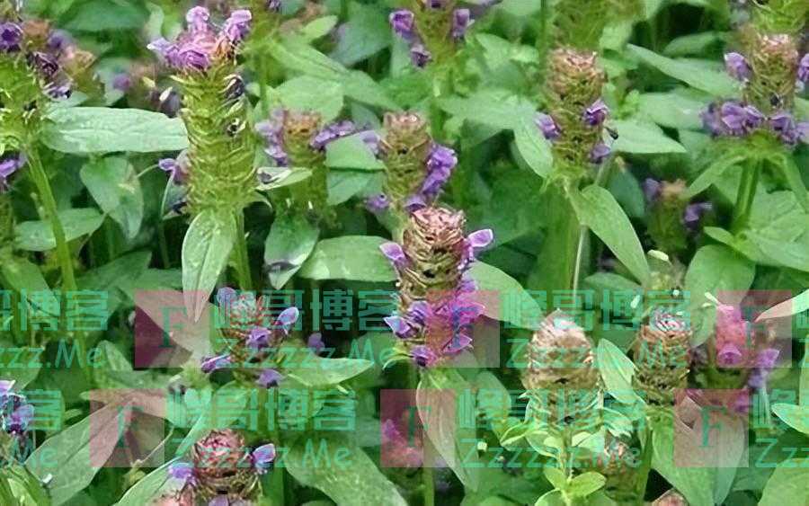 立夏时节，怀念故乡的那些植物们