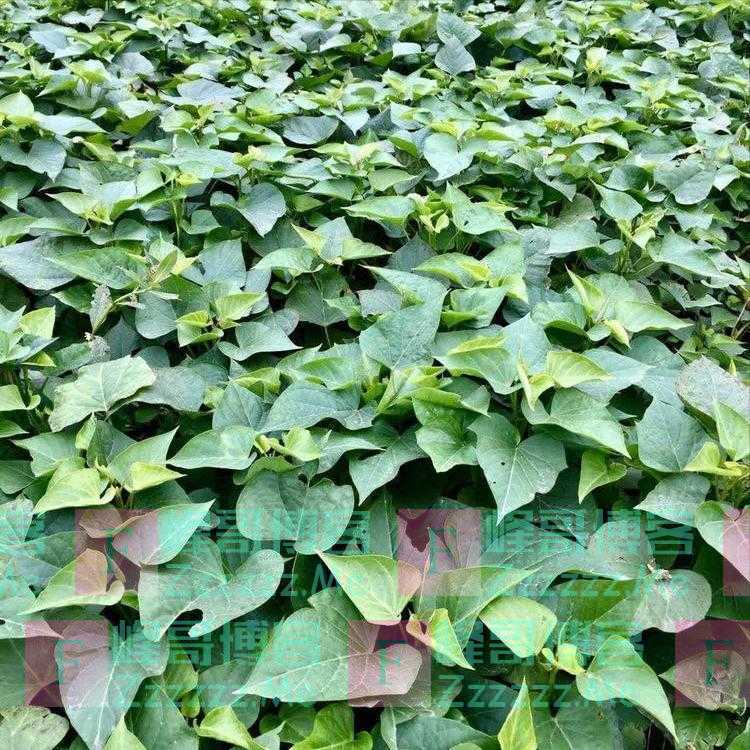 立夏时节，怀念故乡的那些植物们