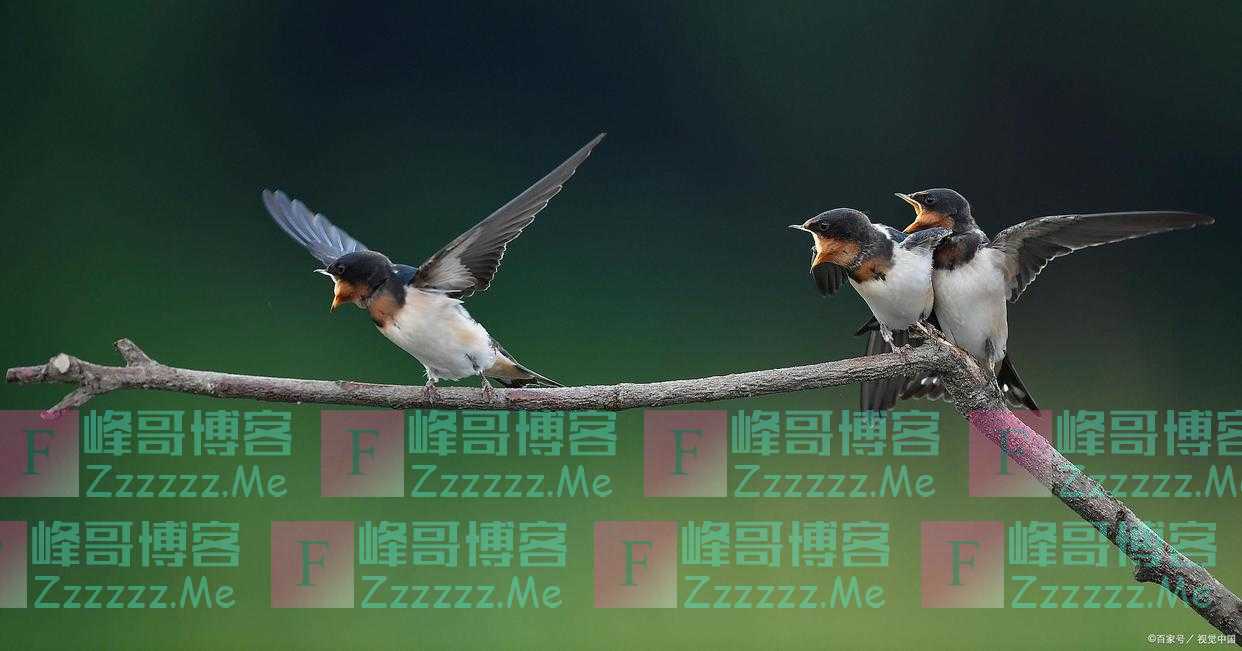 “家有四声叫，不是好预兆”，“四声”指是什么？有科学依据吗？