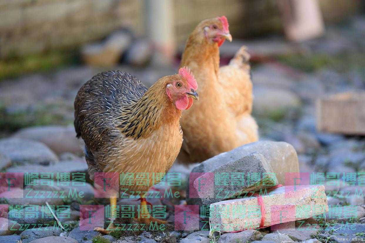 “家有四声叫，不是好预兆”，“四声”指是什么？有科学依据吗？