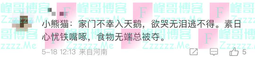 “谁能管管上海动物园这两只天鹅？”网友：心疼，但好笑
