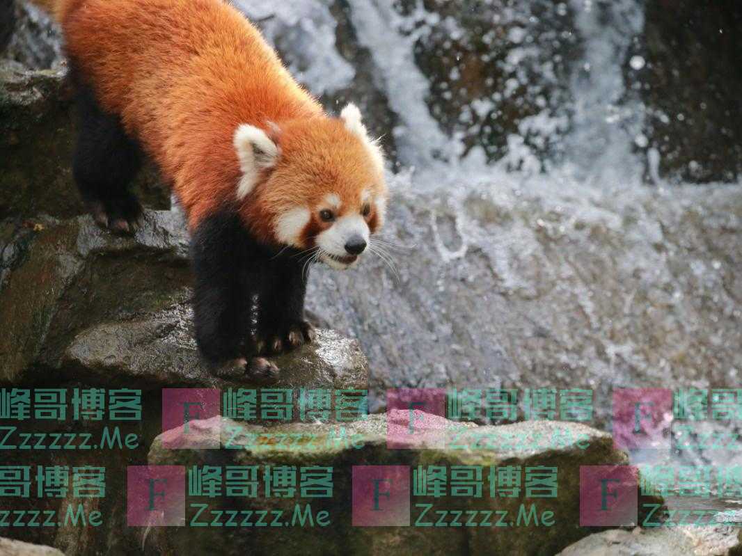 “谁能管管上海动物园这两只天鹅？”网友：心疼，但好笑