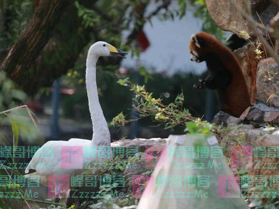 “谁能管管上海动物园这两只天鹅？”网友：心疼，但好笑