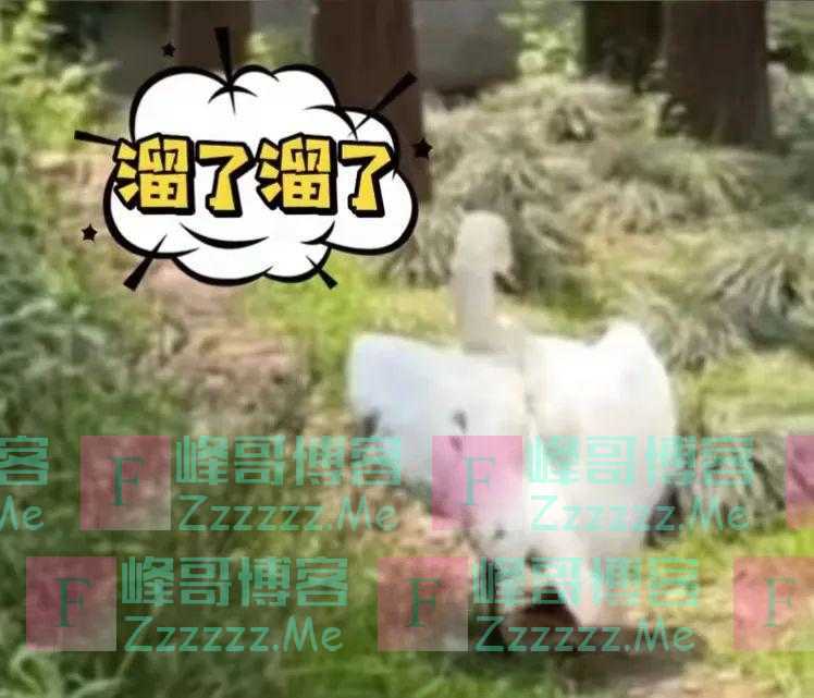 “谁能管管上海动物园这两只天鹅？”网友：心疼，但好笑