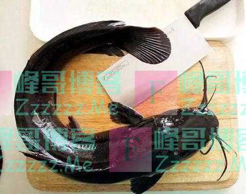 被“误解”最多的鱼，5元一斤都少有人买，殊不知营养不比甲鱼差！