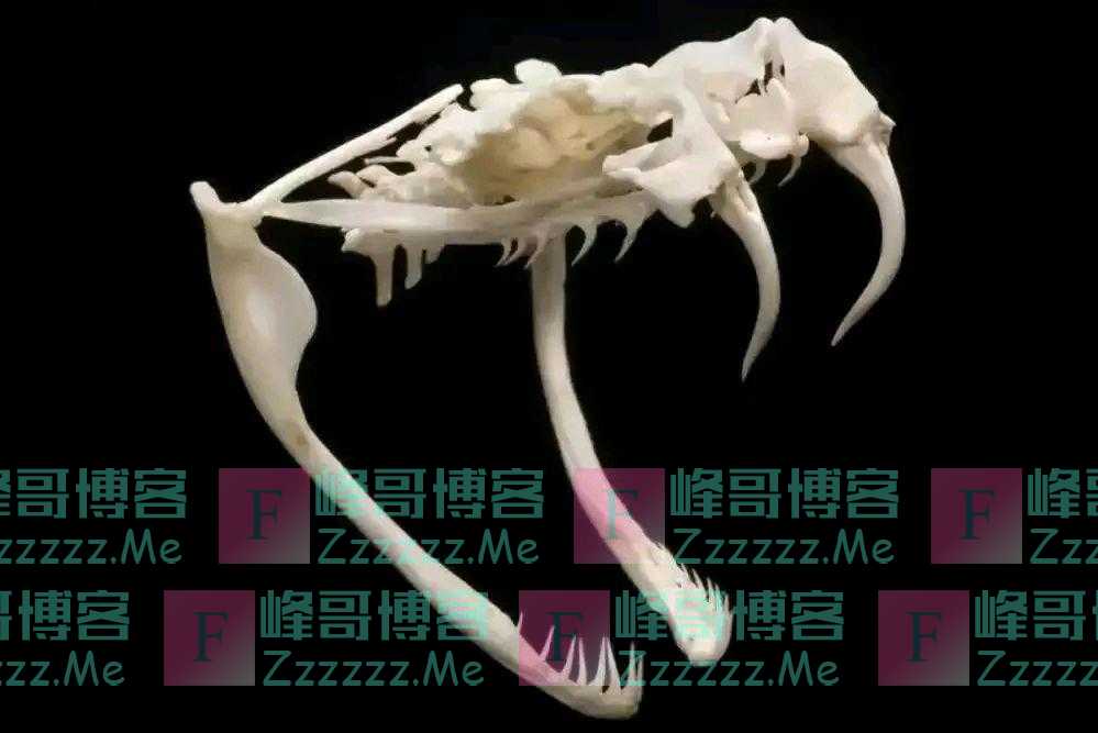 为什么说打蛇时,要么不打,要打就打死?