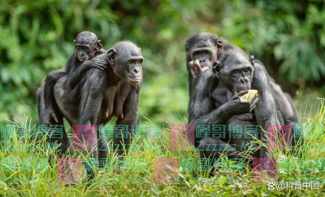 快醒醒!“人是猴子变的”,是错的!