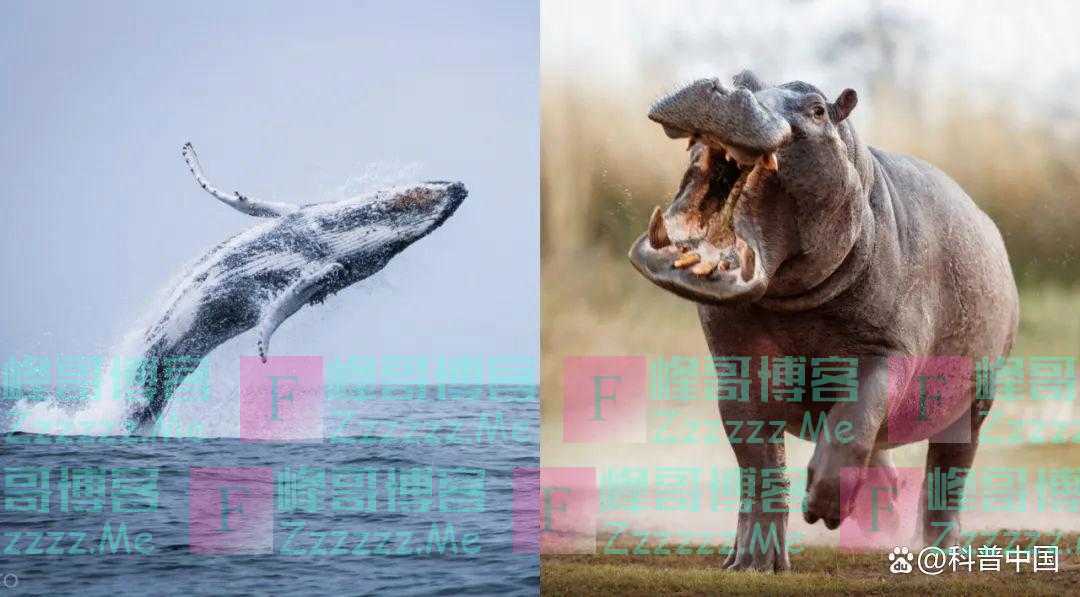 快醒醒!“人是猴子变的”,是错的!