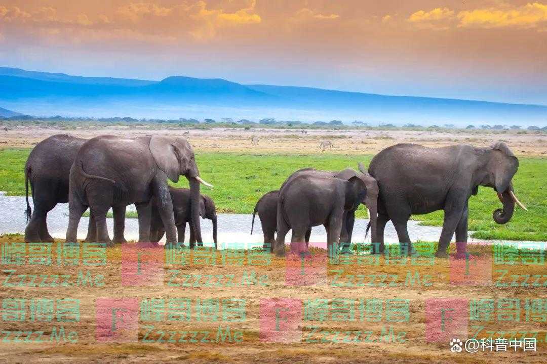 快醒醒!“人是猴子变的”,是错的!