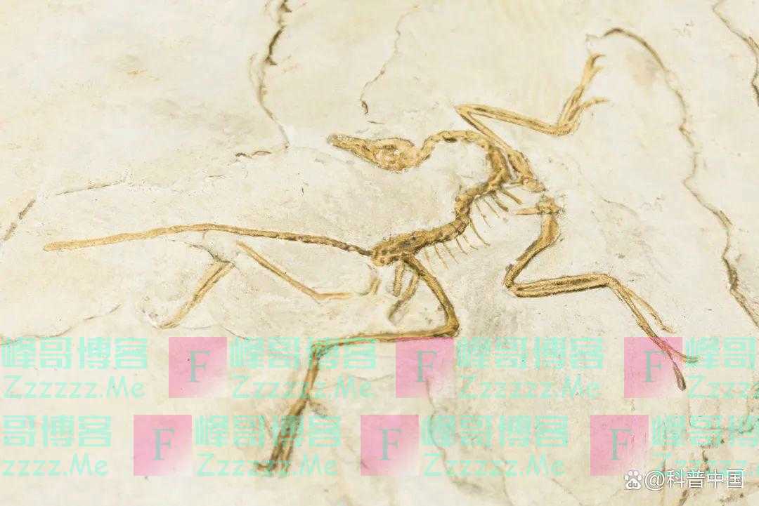 快醒醒!“人是猴子变的”,是错的!