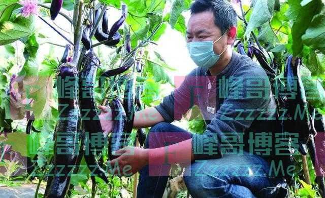 一根茄子胜过10副药，最“宝贝”的两个部位，好多人都扔了，太可惜