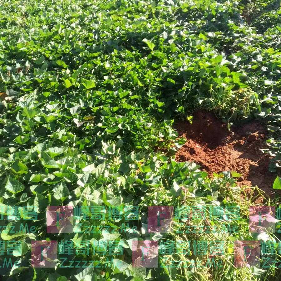 一通便，二护眼，三控血压，可惜被很多人嫌弃，建议中老年要常吃