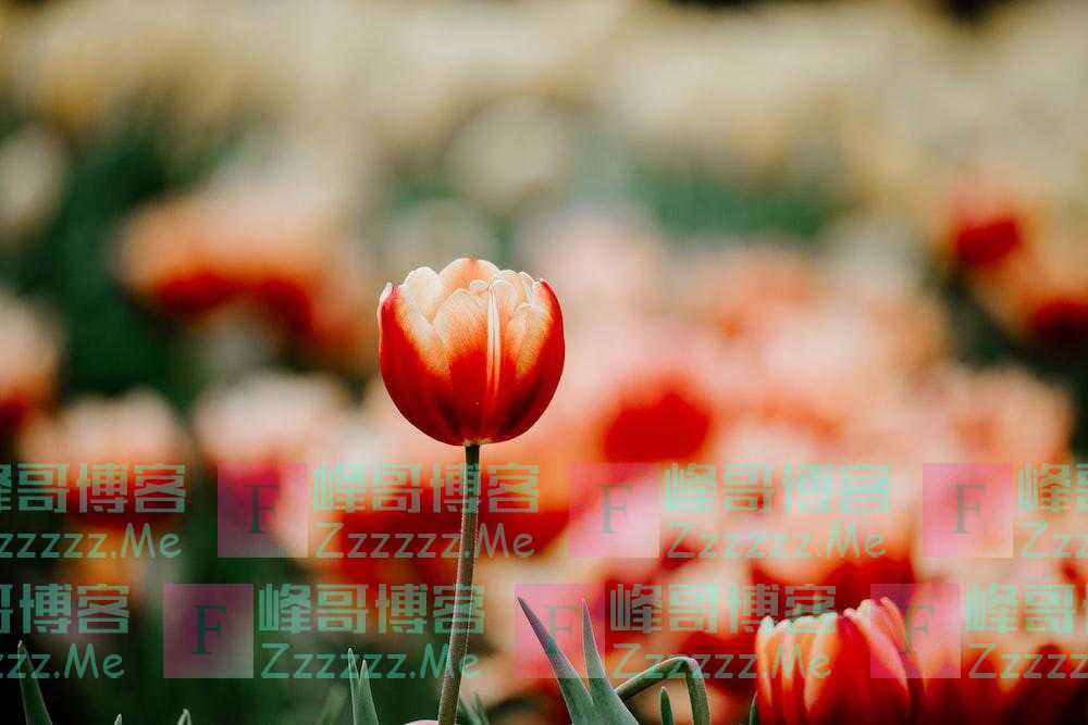 一个家庭突然冒出这几件喜事,往往是走向衰败的征兆,要警惕