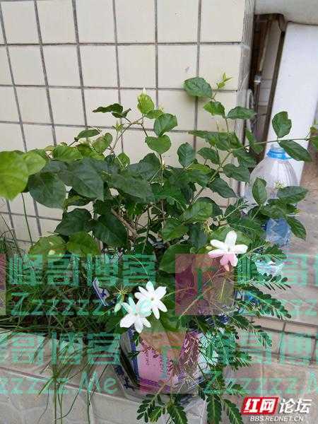 最美阳台丨买低层人太傻？我家这个阳台，怕是要颠覆你的买房观！