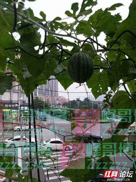 最美阳台丨买低层人太傻？我家这个阳台，怕是要颠覆你的买房观！