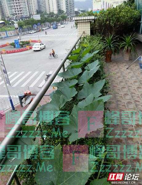 最美阳台丨买低层人太傻？我家这个阳台，怕是要颠覆你的买房观！