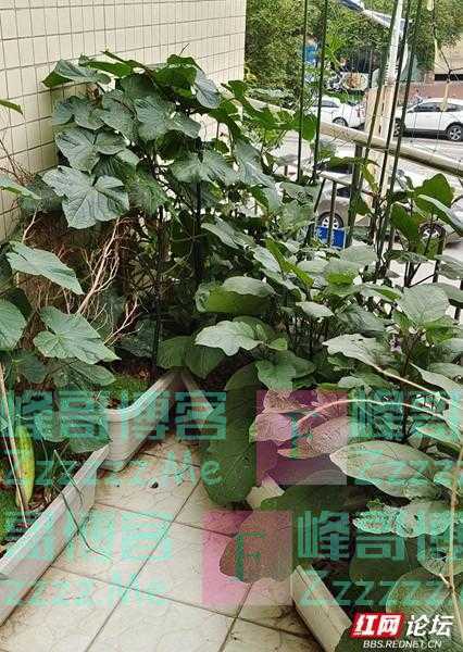 最美阳台丨买低层人太傻？我家这个阳台，怕是要颠覆你的买房观！