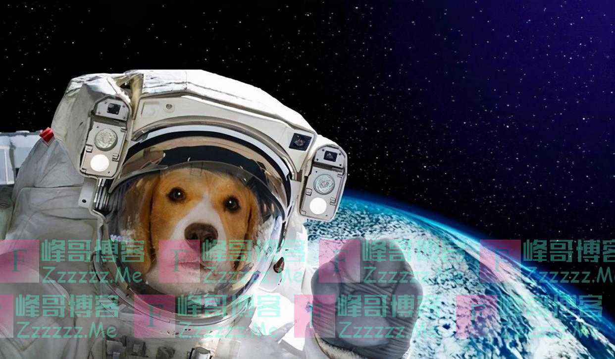 微信头像暴露了你的层次：层次越低的人，往往越喜欢用这些头像