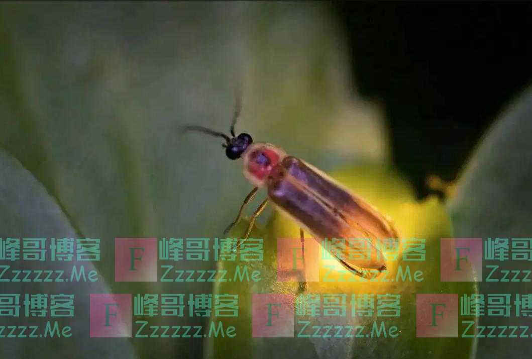 多数动物的排泄和交配都在一个器官,人类却不是,我们为何特殊?