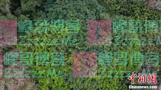 一颗树占地近10亩！海南800年大榕树“独木成林”成奇观