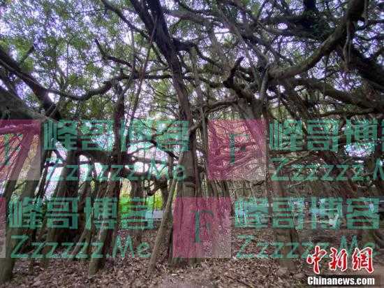 一颗树占地近10亩！海南800年大榕树“独木成林”成奇观