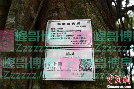 一颗树占地近10亩！海南800年大榕树“独木成林”成奇观