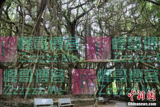 一颗树占地近10亩！海南800年大榕树“独木成林”成奇观
