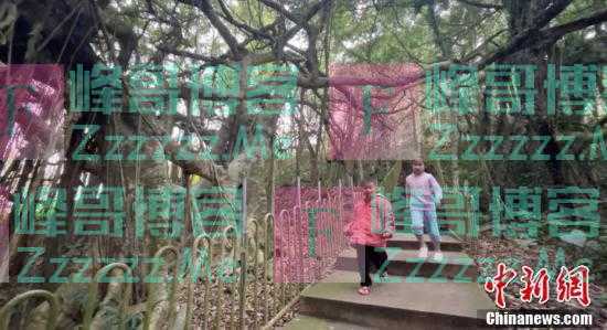 一颗树占地近10亩！海南800年大榕树“独木成林”成奇观