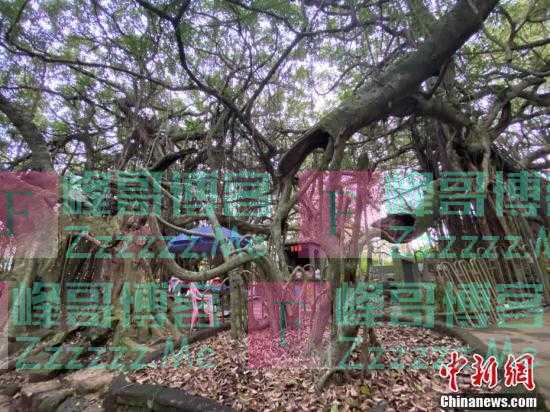 一颗树占地近10亩！海南800年大榕树“独木成林”成奇观