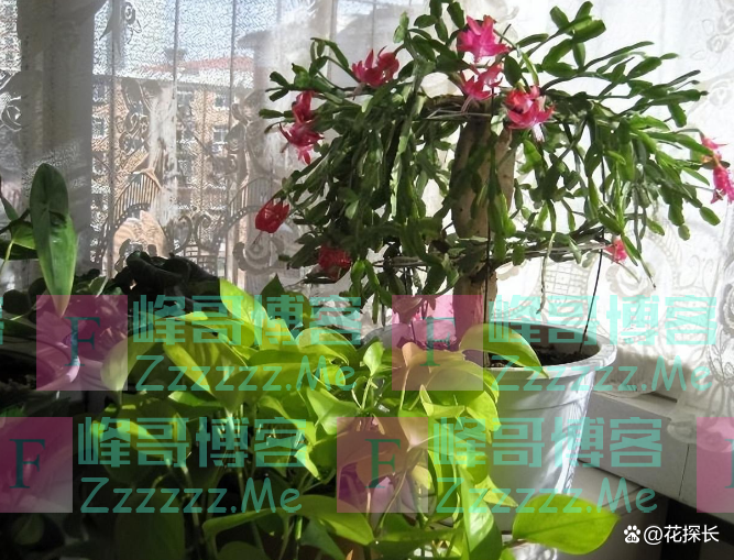 “毒花进家门，花旺人不旺”！这5种花，趁早“请”出去吧！