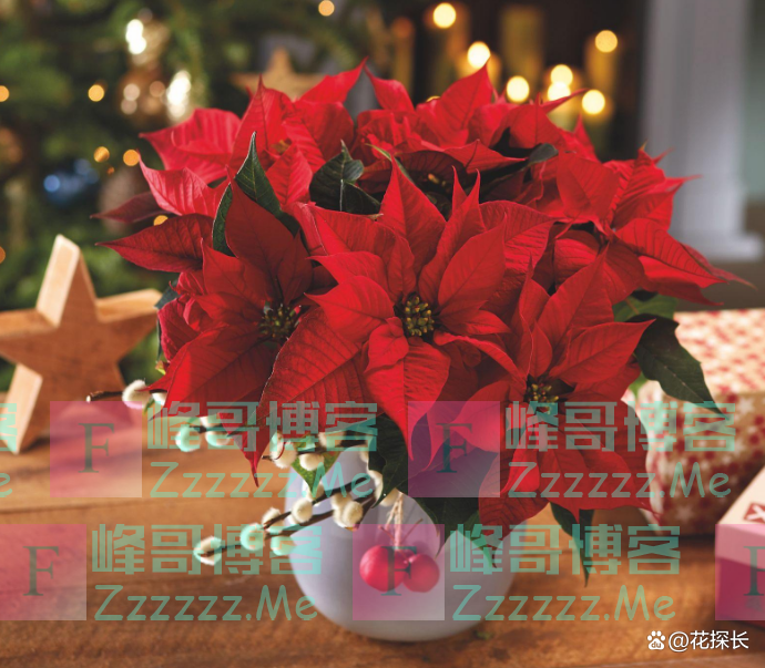 “毒花进家门，花旺人不旺”！这5种花，趁早“请”出去吧！