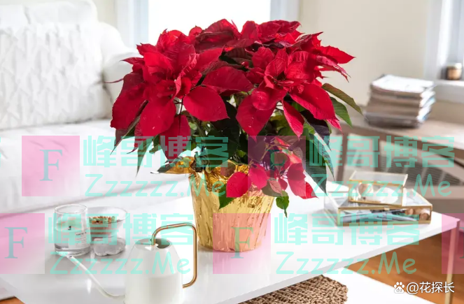 “毒花进家门，花旺人不旺”！这5种花，趁早“请”出去吧！