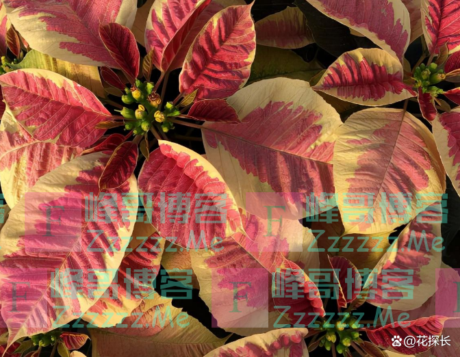 “毒花进家门，花旺人不旺”！这5种花，趁早“请”出去吧！