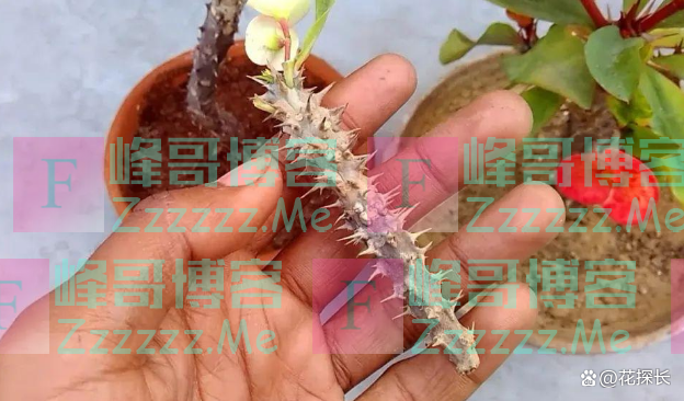 “毒花进家门，花旺人不旺”！这5种花，趁早“请”出去吧！