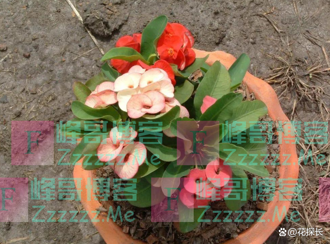 “毒花进家门，花旺人不旺”！这5种花，趁早“请”出去吧！