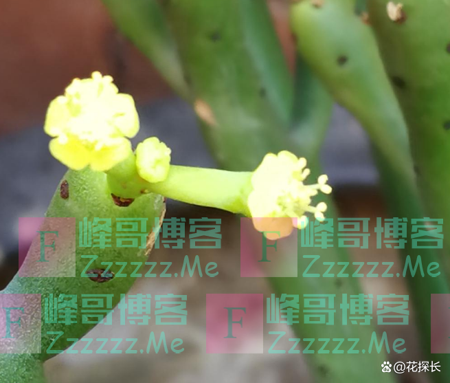 “毒花进家门，花旺人不旺”！这5种花，趁早“请”出去吧！