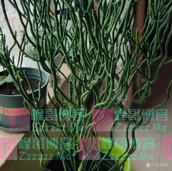 “毒花进家门，花旺人不旺”！这5种花，趁早“请”出去吧！