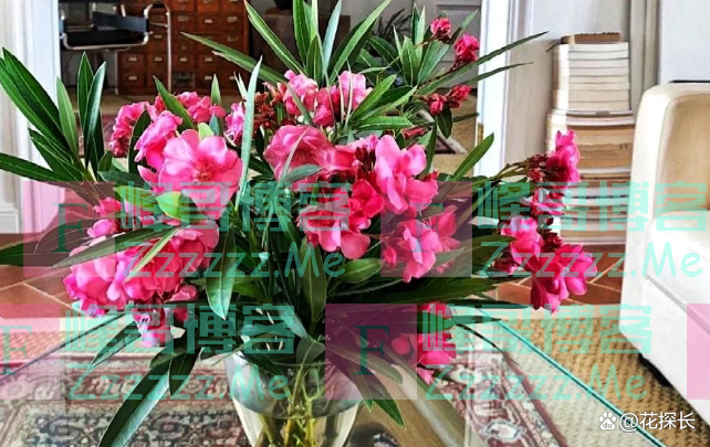 “毒花进家门，花旺人不旺”！这5种花，趁早“请”出去吧！