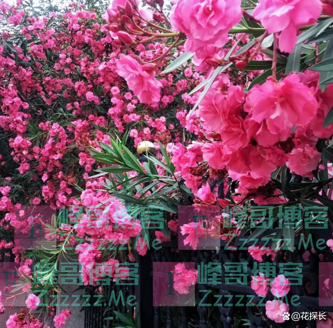 “毒花进家门，花旺人不旺”！这5种花，趁早“请”出去吧！